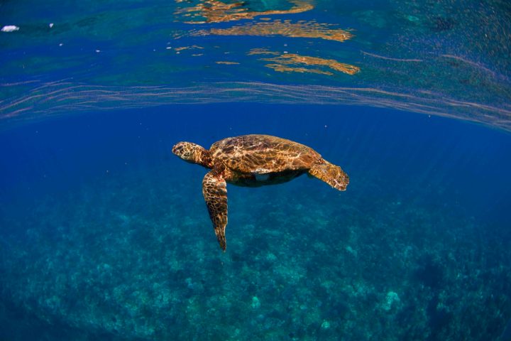 a turtle swimming under water