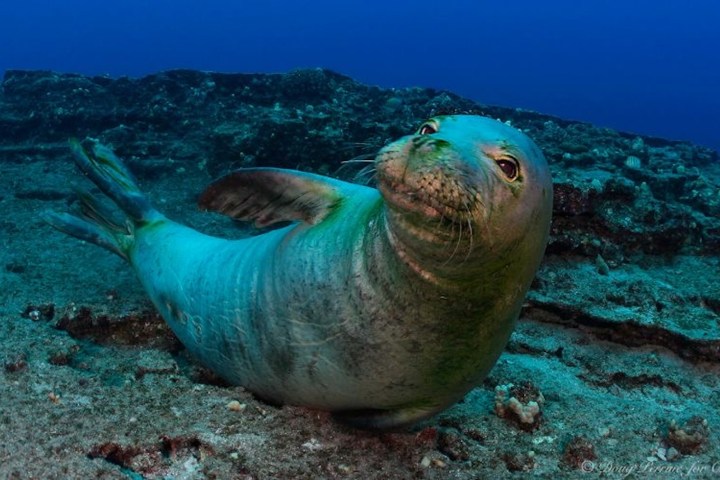 an animal swimming in the water