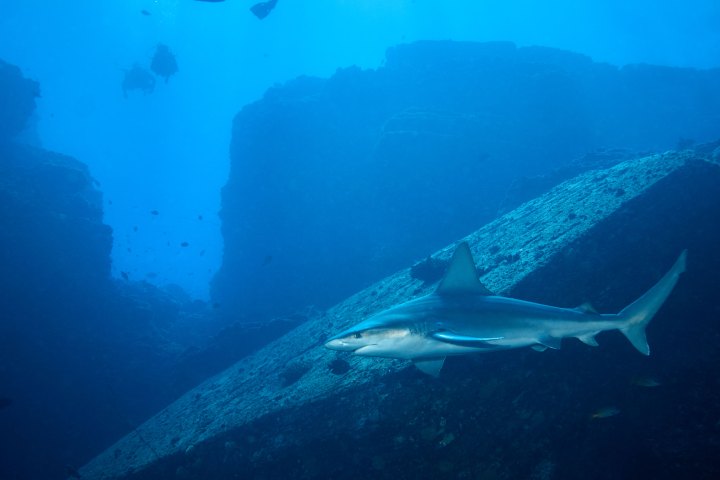 a fish swimming under water