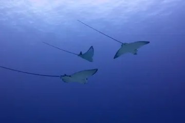 Three stingrays swimming underwater in a deep blue ocean.