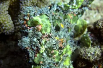 Close-up of green and brown coral reef surface with textured, bumpy appearance.